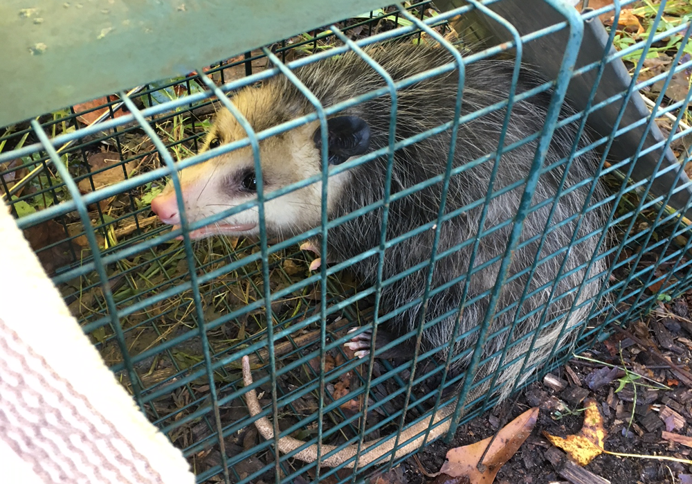 How to keep pest animals out of your garden GrowJourney